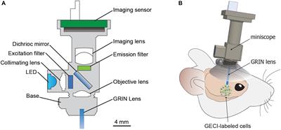 Circuit Mechanisms of Neurodegenerative Diseases: A New Frontier With Miniature Fluorescence Microscopy